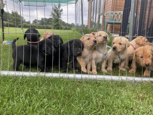Labrador Retriever Puppies for sale in Los Angeles, CA, USA. price: $750
