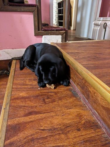 Labrador Retriever Puppies for sale in 10602 Edgewood Dr, Bastrop, LA 71220, USA. price: $100