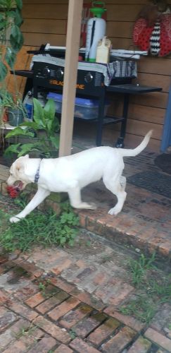 Labrador Retriever Puppies for sale in Grand Bay, AL 36541, USA. price: $425