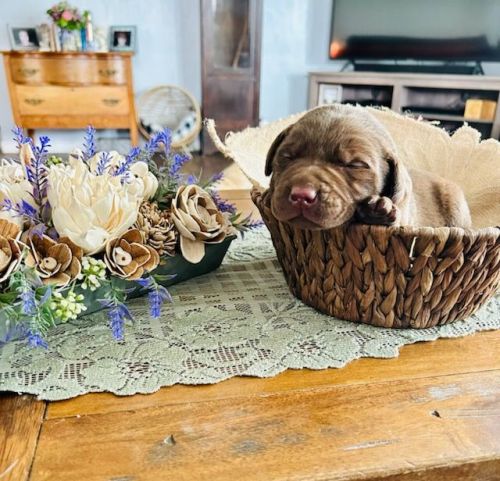 Labrador Retriever Puppies for sale in Hermiston, OR, USA. price: $700