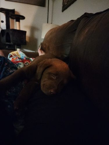 Labrador Retriever Puppies for sale in Jonesville, VA 24263, USA. price: $700