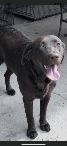 Labrador Retriever Puppies for sale in Houston, TX 77065, USA. price: $650