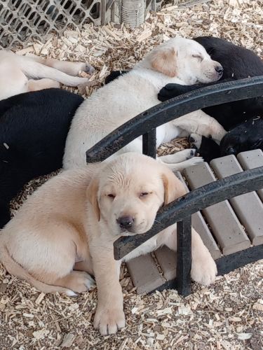 Labrador Retriever Puppies for sale in Millington, MD 21651, USA. price: $600