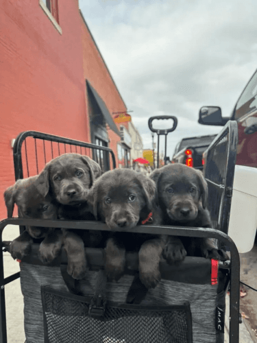 Labrador Retriever Puppies for sale in Idaho Falls, ID, USA. price: NA