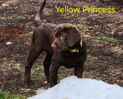 Labrador Retriever Puppies for sale in Springdale, WA, USA. price: $1,000