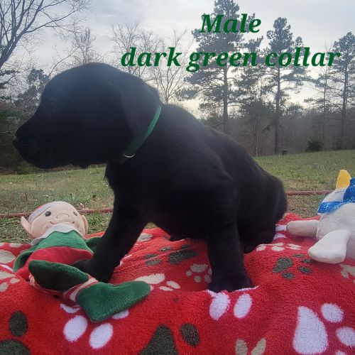 Puppies just in time for Christmas