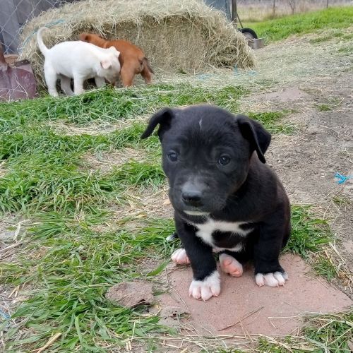 Puppy needs a GOOD home!