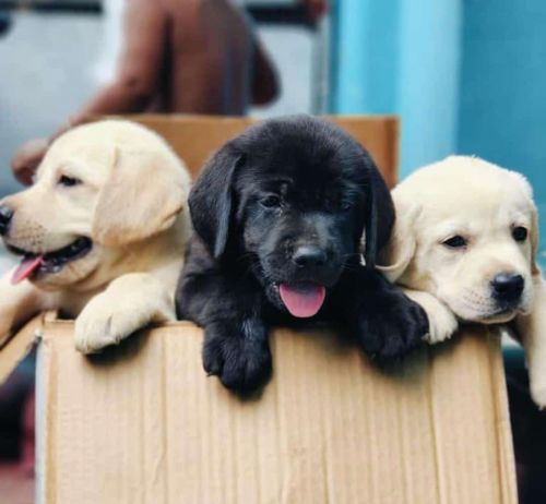 Labrador Retriever Puppies for sale in Chennai, Tamil Nadu, India. price: 6,000 INR