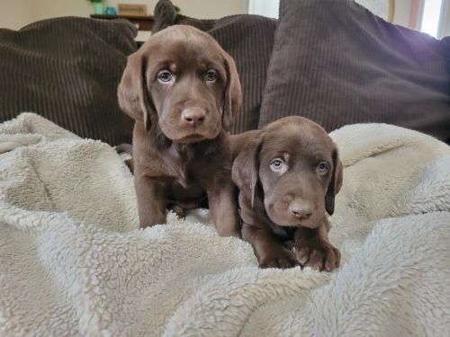 Chocolate labs