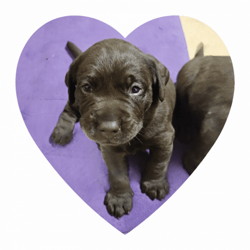 Valentine's Chocolates