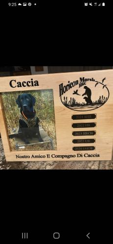 Labrador Puppies for sale