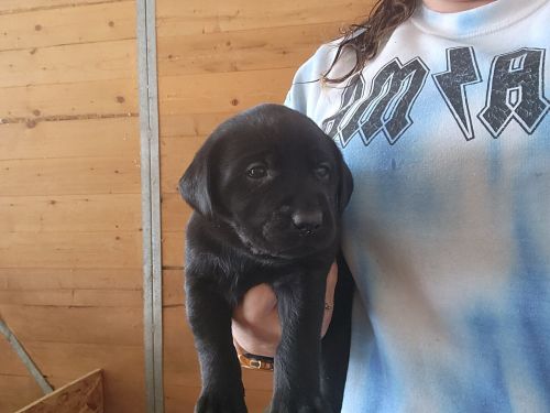 Black lab puppies