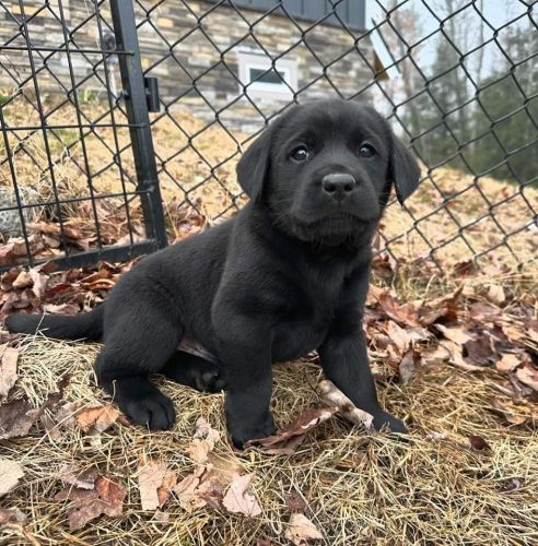 3 month old labrador female puppy