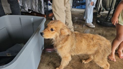 A3 month, female labrador retriever for sell