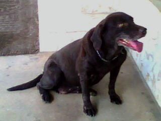 Labrador for sale