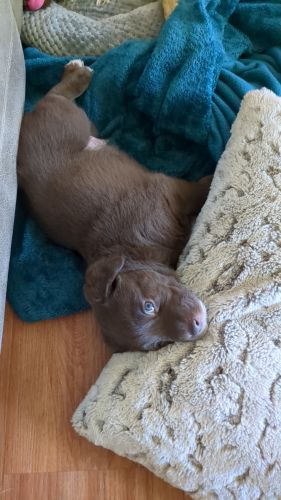 chocolate Lab/Aussie mix.