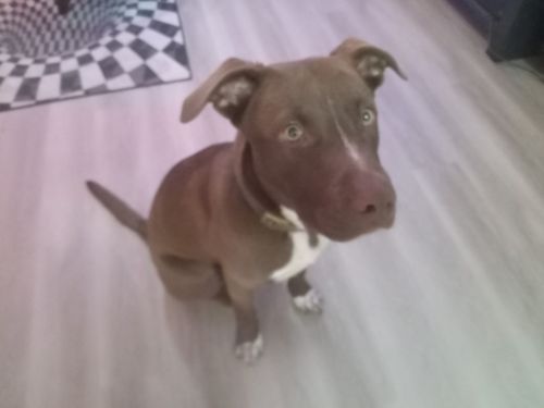 For sale choclate lab 6 months old ,needs big yard