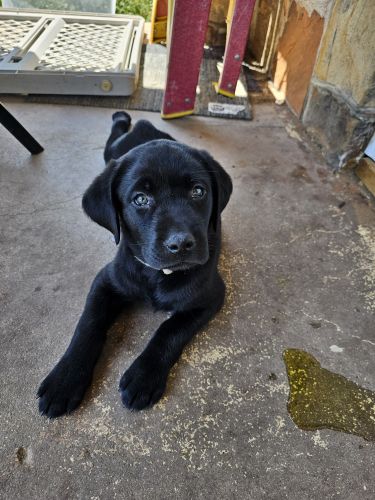 Registered Lab puppies