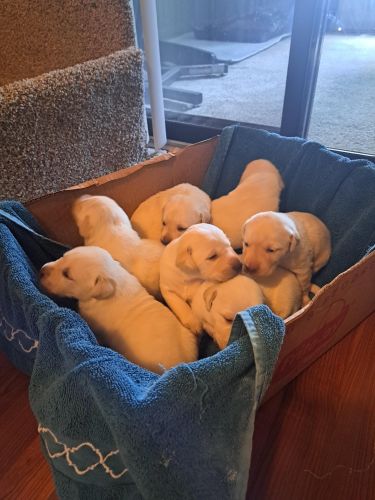 Yellow AKC Labrador Retriever Puppies