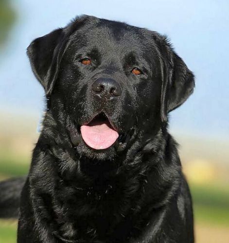 Labrador Retriever Puppies, Champion Sired AKC OFA Black and Yellow