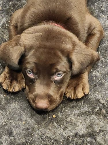 Black & brown lab puppies for sale