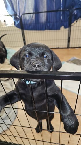 Labrador Retriever Puppies for sale in Launceston TAS, Australia. price: $1,600