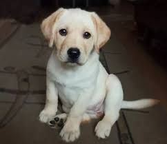 Labrador retriever-- Male , Age 37 days