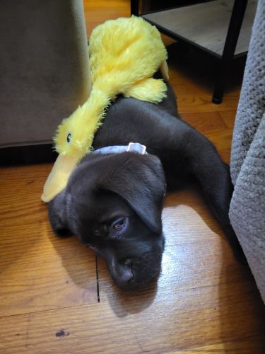 10 Week Old Female Choc Lab