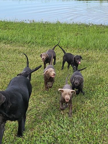 AKC SILVER & CHARCOL LABRADORS