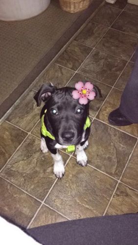 Pitbull Labrador Puppy