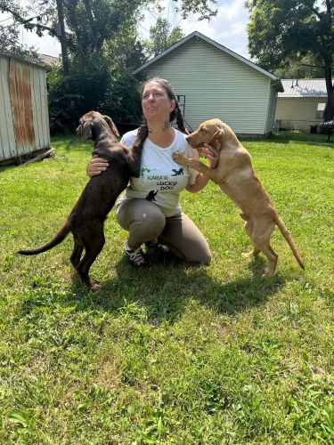 AKC Labrador retriever pups