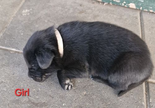 Labrador Retriever Puppies for sale in Roma QLD 4455, Australia. price: $1,200