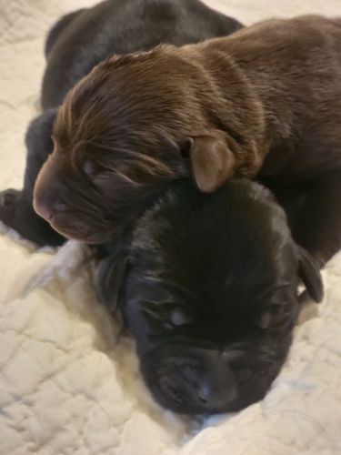 8 chocolate, 3 black akc lab litter. Born August 21, 2024
