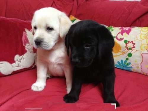 Beautiful Labrador Retriever Puppies