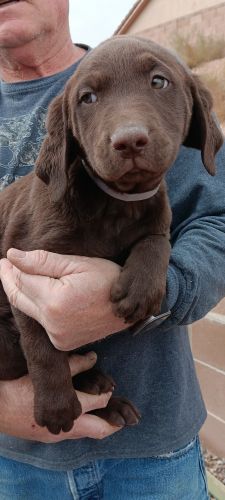 Lab puppy reduced price