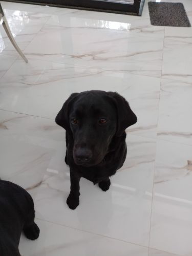 Labrador Retriever Puppies for sale in Quakers Hill NSW 2763, Australia. price: $1,300