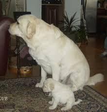 labrador retriever puppies for sale