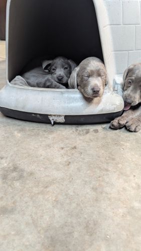 Silver Lab Puppies