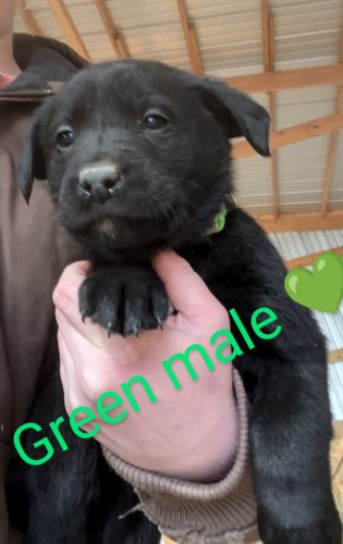 Labrador Retriever Puppies for sale in Marshall, MO 65340, USA. price: $25,100