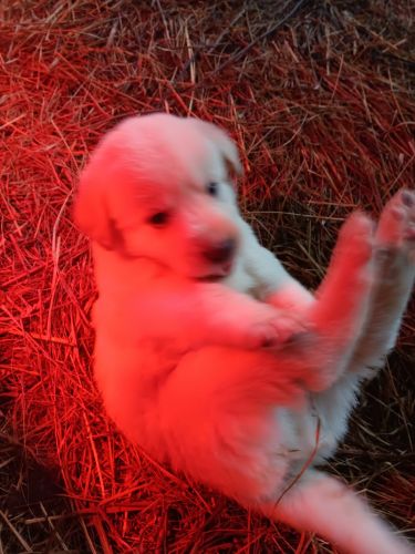 Labrador Retriever Puppies