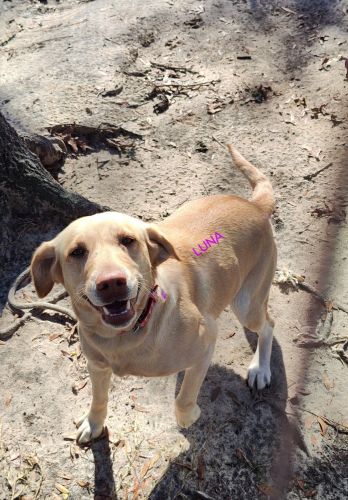 AKC LABRADOR RETRIEVERS