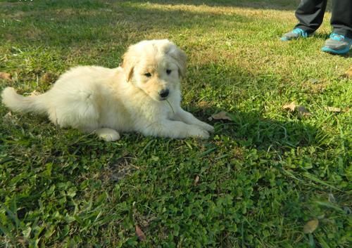 Available Golden Retriever Puppies for adoption