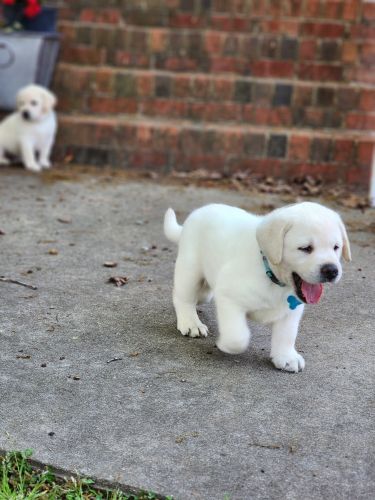English Labrador Retriever puppies