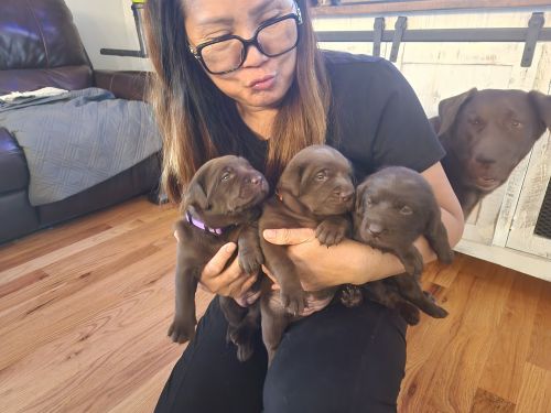 Chocolate labs