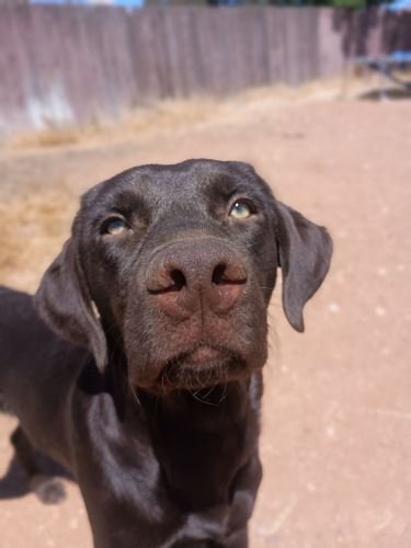 1year old chocolate male
