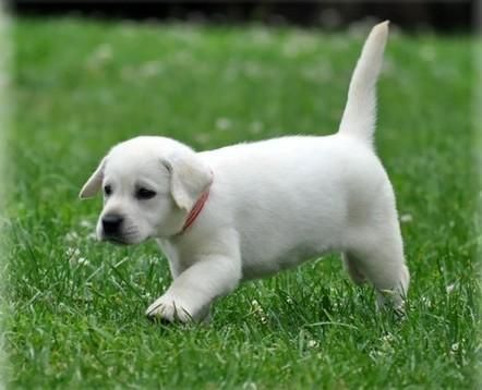 Smart Labrador puppies