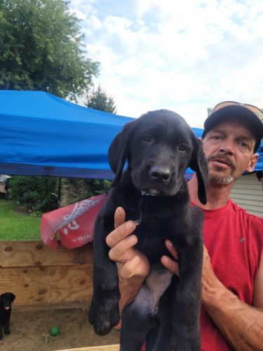 AKC Labrador Retriever