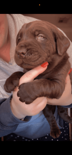 Purebred Labrador Puppies
