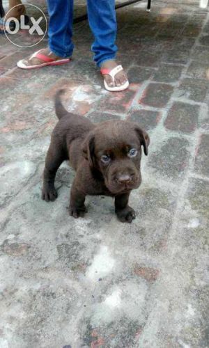 Labrador coffee puppy
