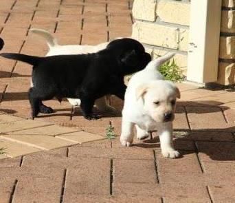 Gorgeous Labrador Retriever ready ,